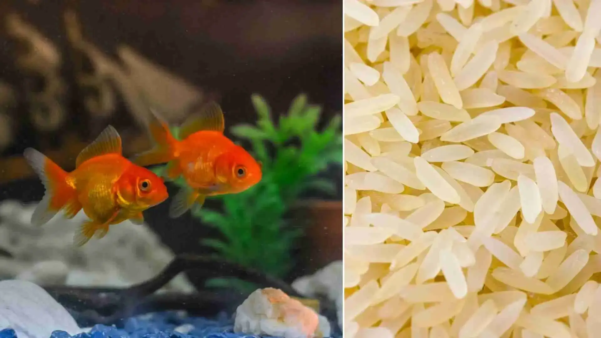 Discover if Goldfish Can Safely Enjoy Rice in Their Diet