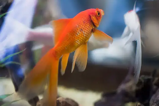Can Cory Catfish and Goldfish Coexist? Find Out Here!