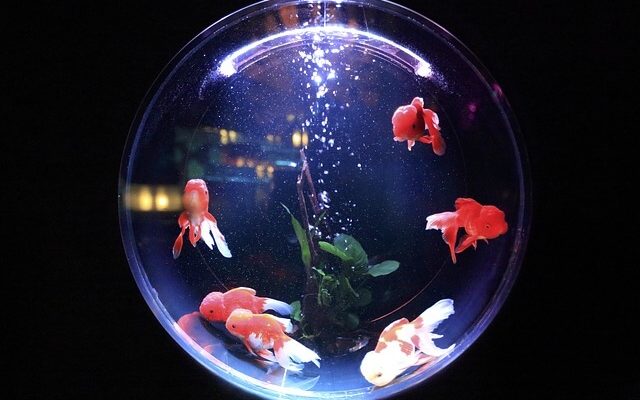 Bubbler Goldfish