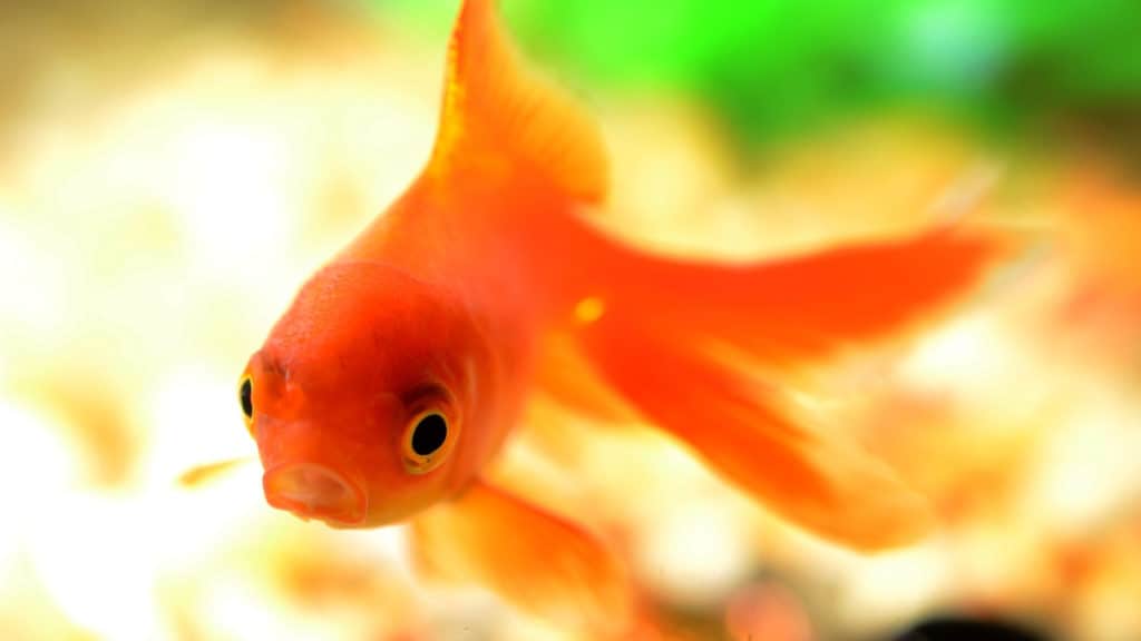 Goldfish In Cold Water