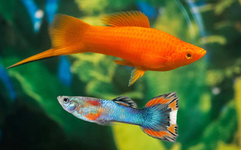 Can Swordtail Fish and Goldfish Coexist? Find Out Here!