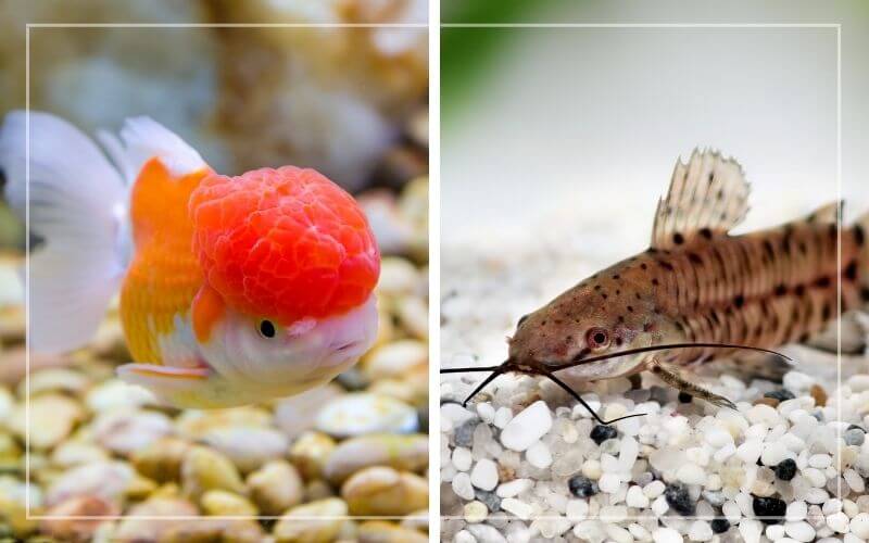 Catfish and Goldfish: Can They Coexist? Find Out Here!