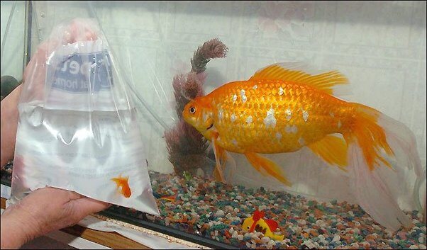Maximize Your Goldfish Tank: Ideal Number of Fish for a 30 Gallon Tank