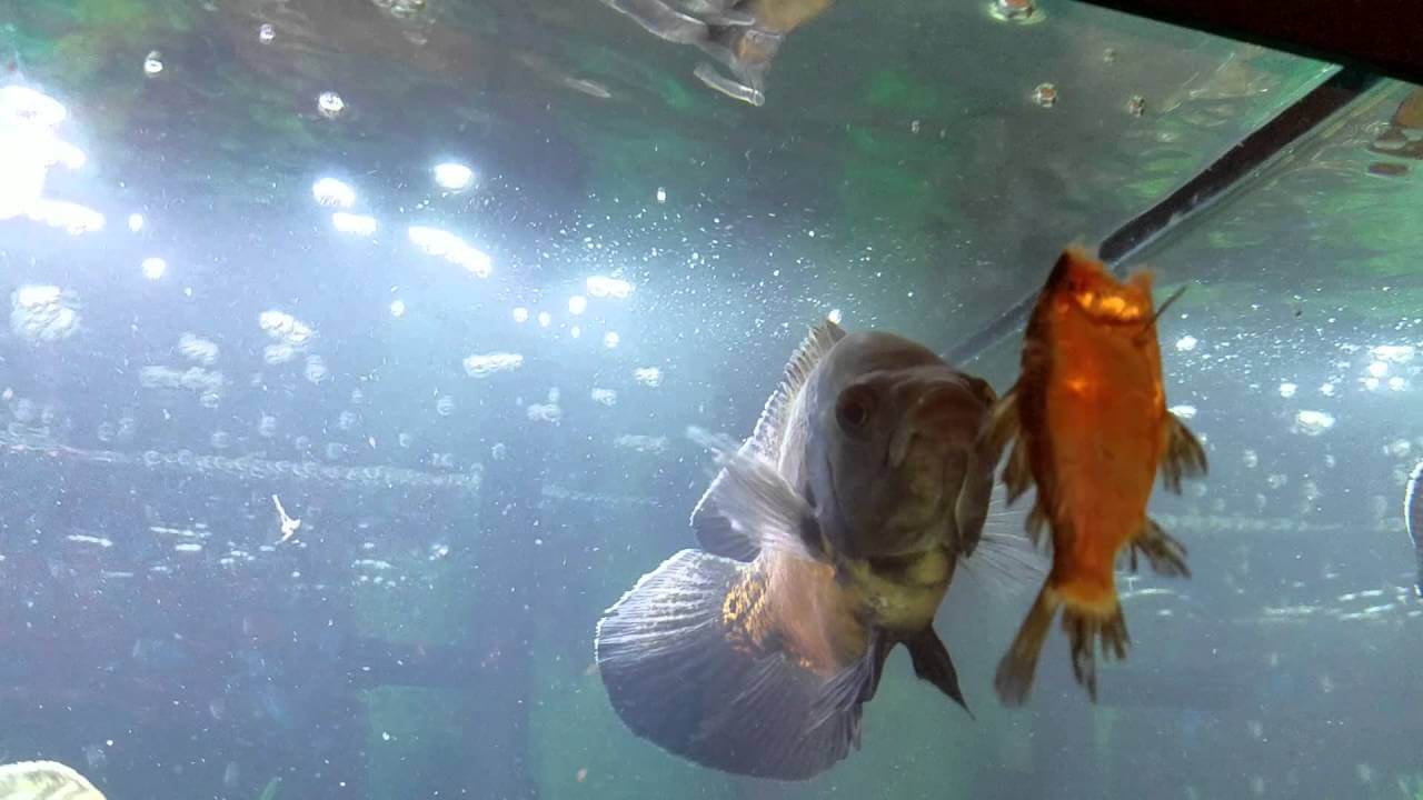 Can Cichlid Fish and Goldfish Coexist? Discover the Surprising Truth!