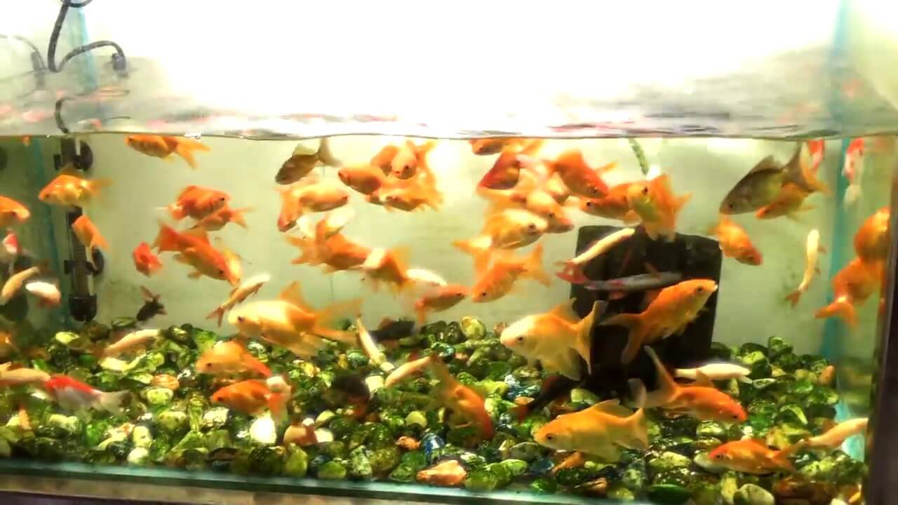 Maximize Your Goldfish Tank: Ideal Number of Fish for a 30 Gallon Tank