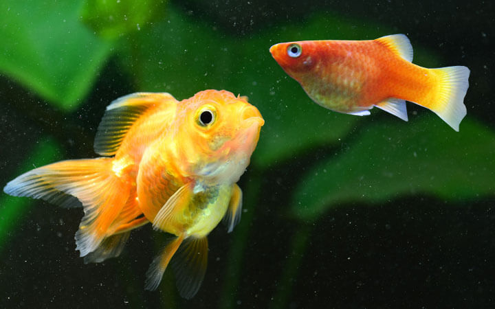 Platy Fish and Goldfish