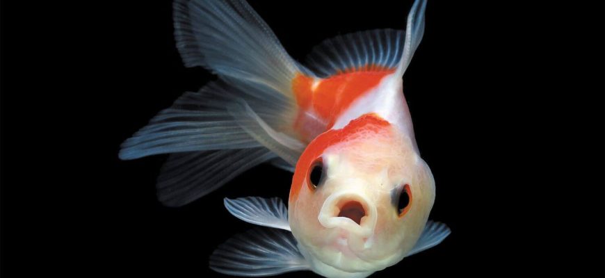 Can Goldfish Hear?