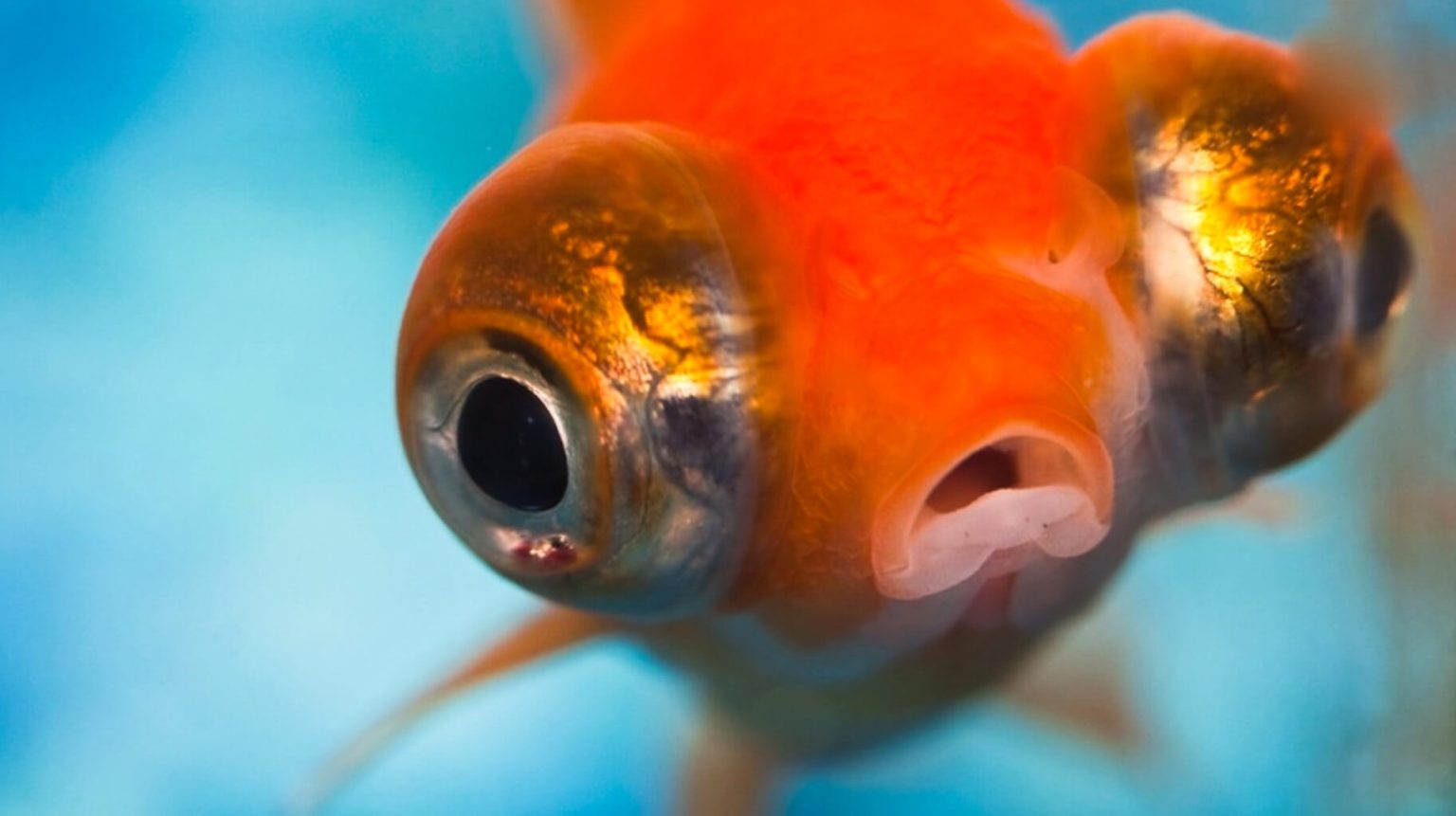 Do Goldfish Get Lonely: Myth or Reality? | AquashineGoldfish.com