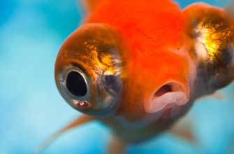 Do Goldfish Have Good Memory?