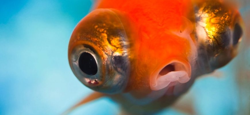 Do Goldfish Have Good Memory?