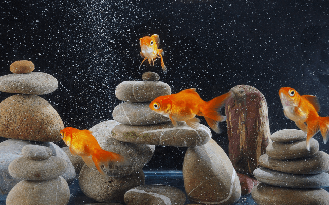 Do Goldfish Kill Guppies?