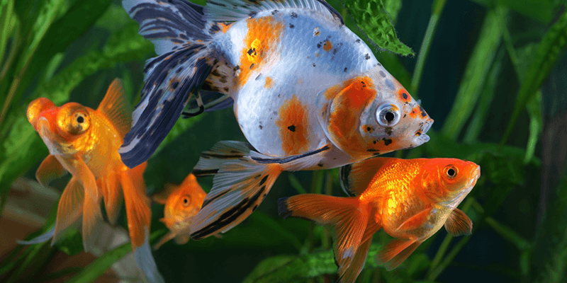 Do Goldfish Need a Filter?