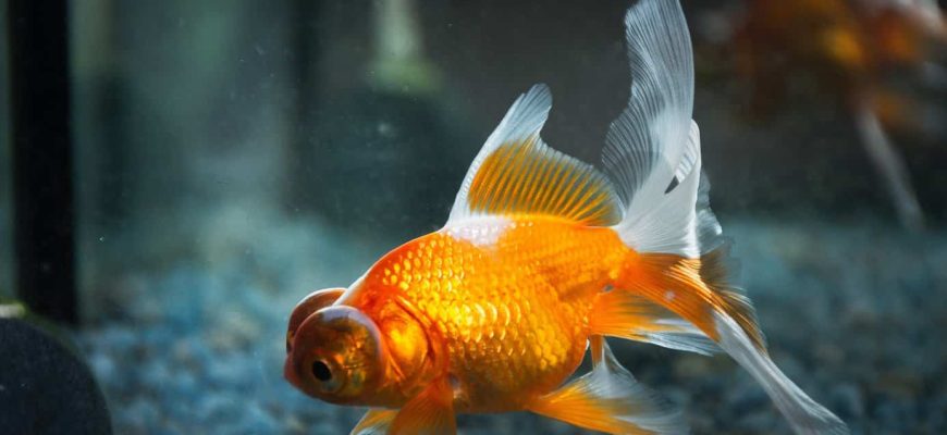 Goldfish Staying In Corner Of Tank