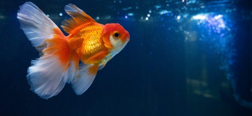 How Big Do Goldfish Get?