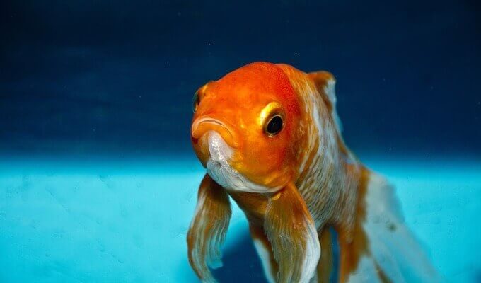 How Long Do Goldfish Live?