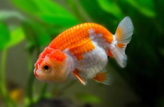 How To Breed Goldfish