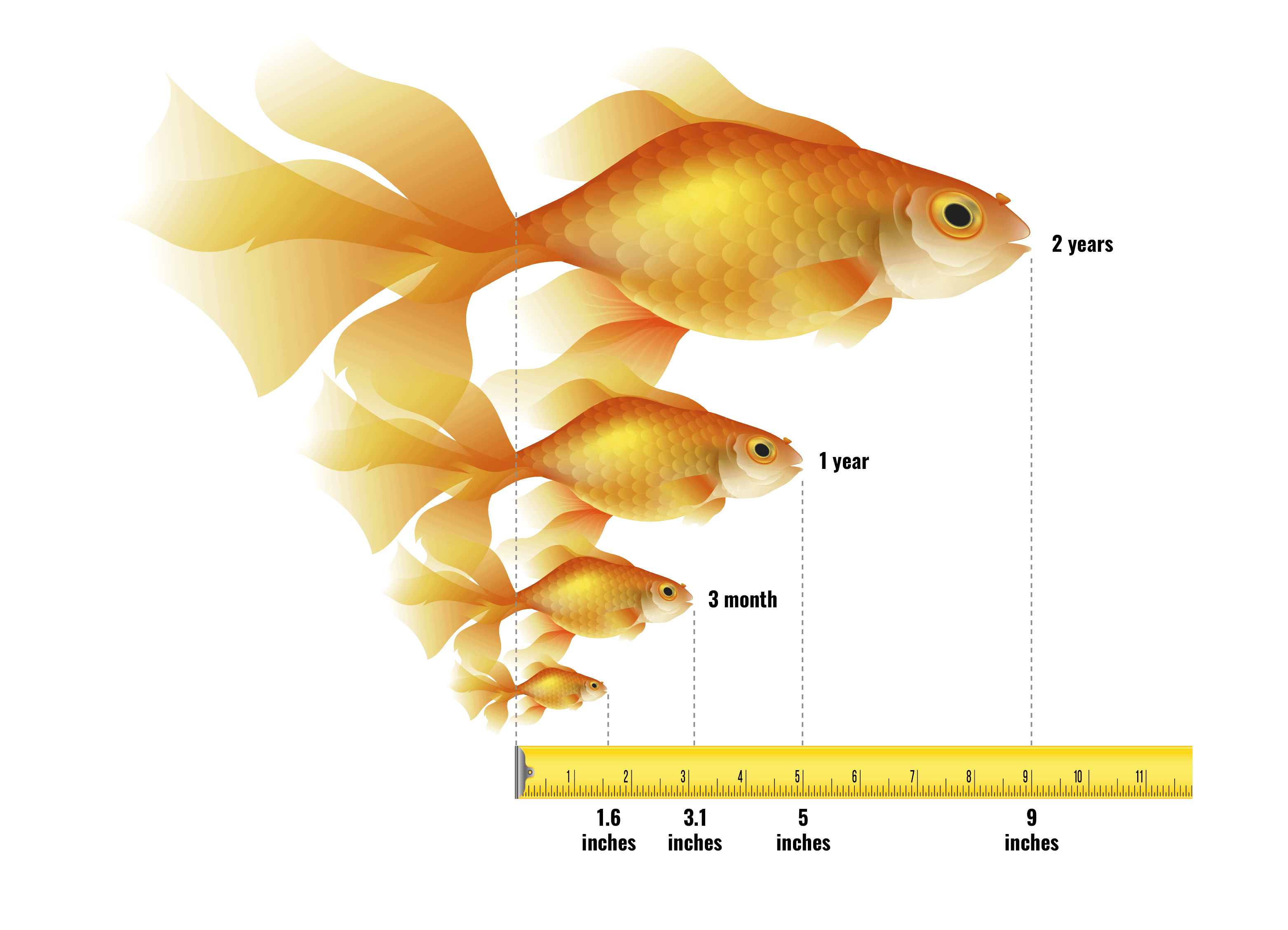 Average Goldfish Size