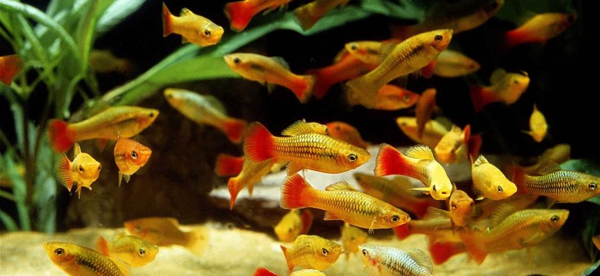 Do Goldfish Eat Algae?