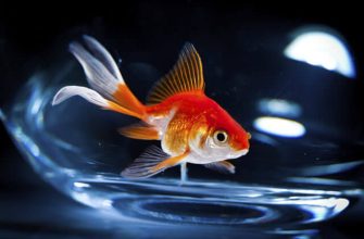 Do Goldfish Eat Other Fish?