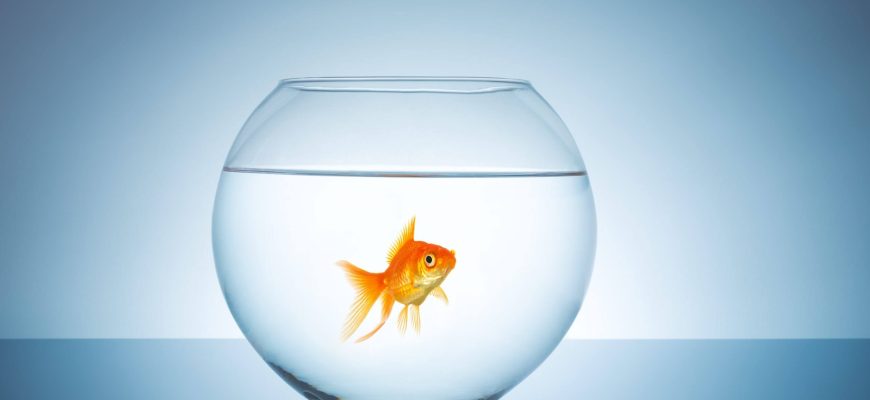 Do Goldfish Get Lonely?
