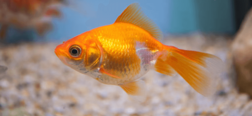 Do Goldfish Have Stomachs?