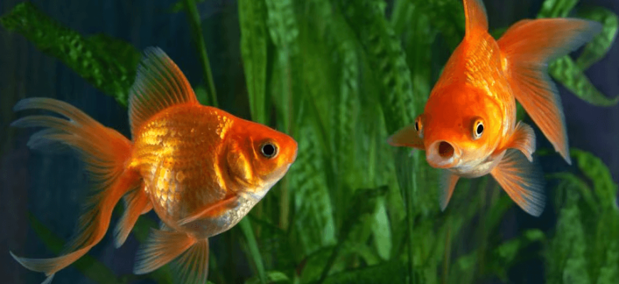 Do Goldfish Have Teeth?