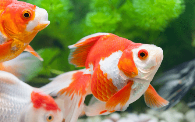 Do Goldfish Lay Eggs?