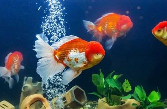 Do Goldfish Need A Bubbler?