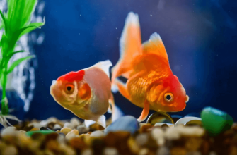 Do Goldfish Need A Heater?