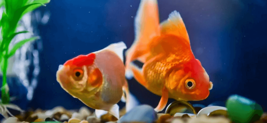 Do Goldfish Need A Heater?