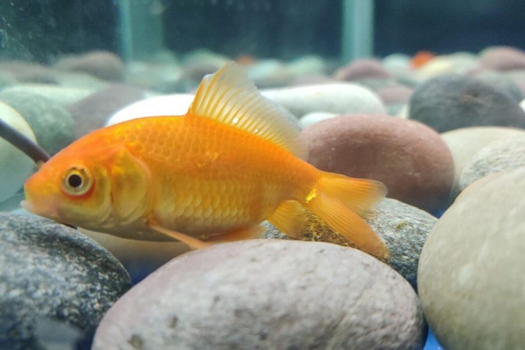 Egg Laying in Goldfish