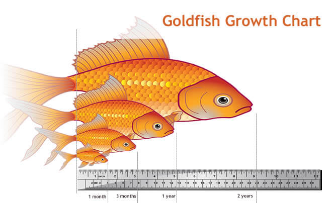 Goldfish Growth Chart