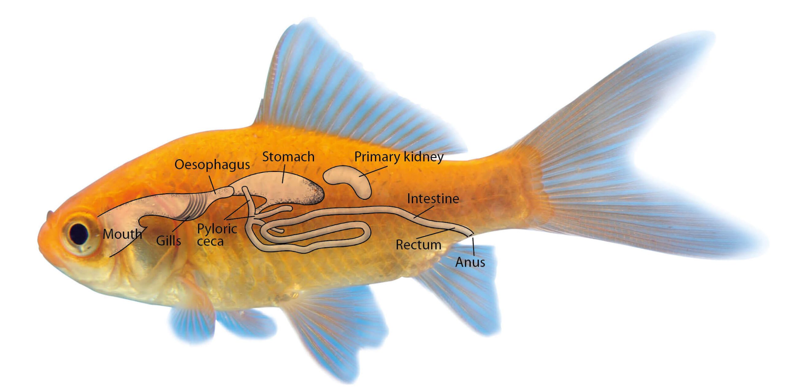 Goldfish Stomach