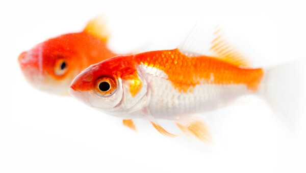 Goldfish White Color