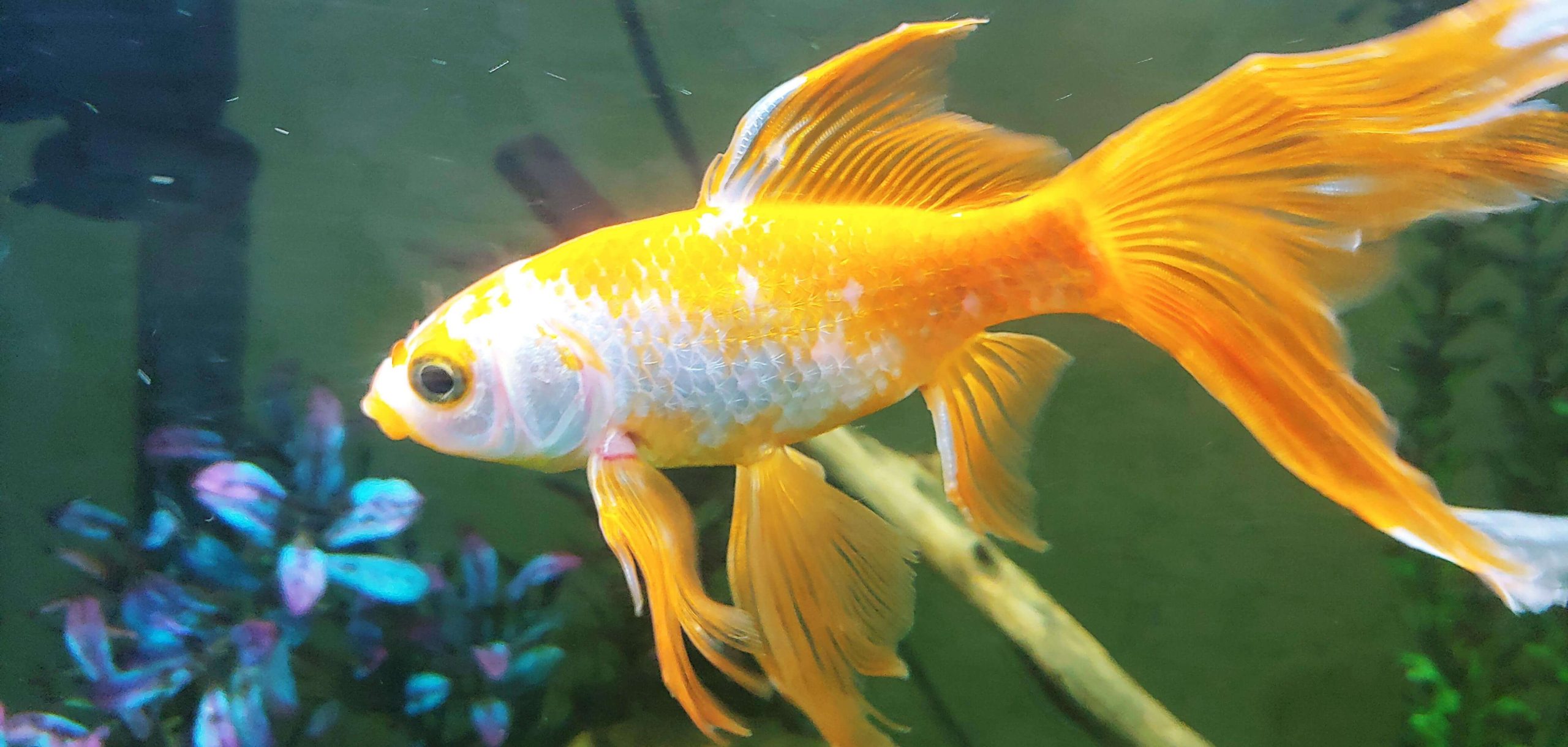 Goldfish With White