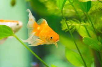 How Fast Do Goldfish Grow?