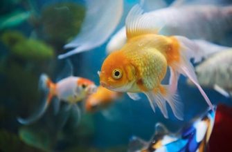 What Do Goldfish Eat in the Wild?