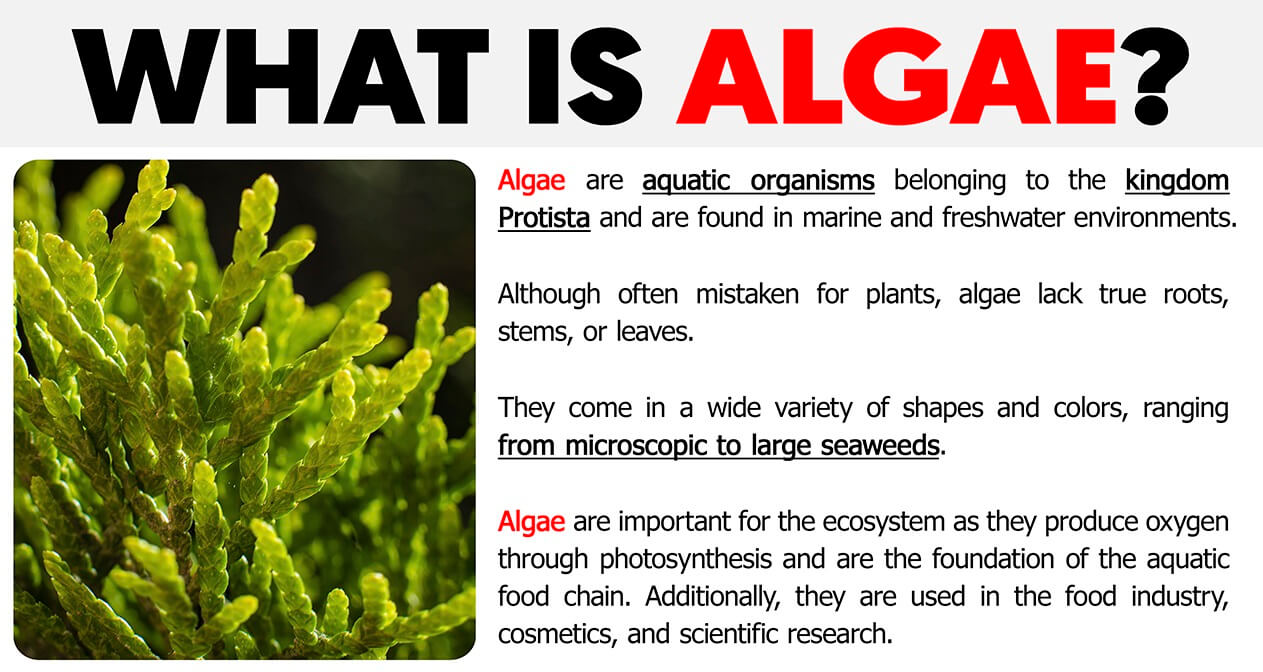 What is Algae?