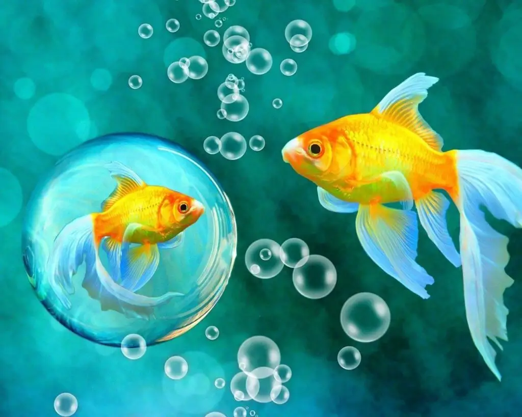 The Fascinating Behavior of Goldfish: Do Goldfish Make Bubble Nests? |  ButterflySerenade.com