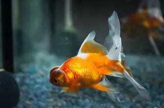 Goldfish Staying In Corner Of Tank