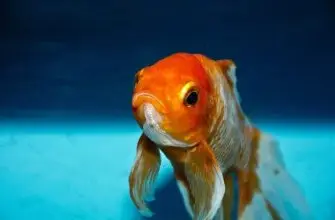 How Long Do Goldfish Live?