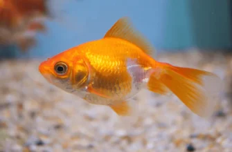 Do Goldfish Have Stomachs?